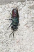 Chrysis sexdentata